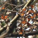 Overwintering monarchs clustering in an 80-foot-high eucalyptus tree at the Natural Bridges State Park butterfly sanctuary, Santa Cruz on Dec. 30, 2016. (Photo by Kathy Keatley Garvey)