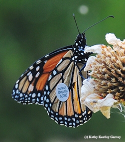 A WSU-tagged monarch that flew from Ashland, Ore., to Vacaville, Calif.--285 miles in 7 days. (Photo by Kathy Keatley Garvey)