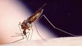 This is Anopheles freeborni, known as the Western malaria mosquito. It is named for entomologist Stanley Freeborn, the first UC Davis chancellor.