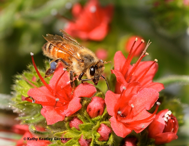 Honey bee nectaring on tower of jewels, Echium wilpretii. This is a non-native, but isn't it pretty? The California Master Beekeeper Program is offering a class on 