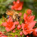 Honey bee nectaring on tower of jewels, Echium wilpretii. This is a non-native, but isn't it pretty? The California Master Beekeeper Program is offering a class on 