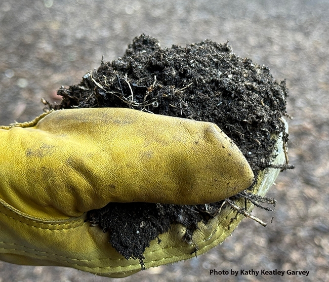 What's up with soil and global change? Andre Franco of Indiana University will speak on 