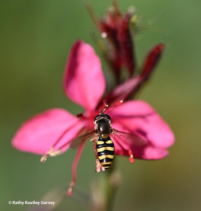 A syrphid fly heads for a Gaura in a Vacaville garden. (Photo by Kathy Keatley Garvey)