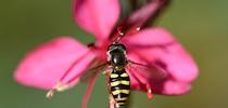 A syrphid fly heads for a Gaura in a Vacaville garden. (Photo by Kathy Keatley Garvey) for Bug Squad Blog