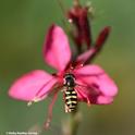 A syrphid fly heads for a Gaura in a Vacaville garden. (Photo by Kathy Keatley Garvey)