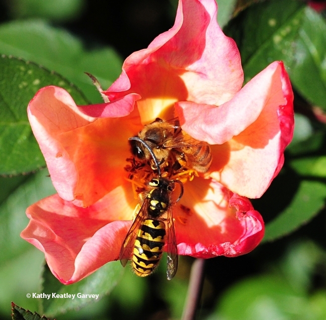 The syrphid fly (above image) resembles this wasp. Here a yellowjacket and a honey bee  share a rose in a UC Davis garden. (Photo by Kathy Keatley Garvey)