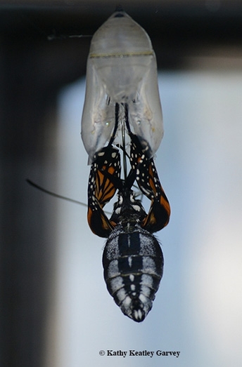 Monarch eclosing from its chrysalis. (Photo by Kathy Keatley Garvey)