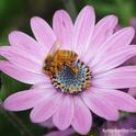 Honey bee collecting pollen on an African daisy. (Photo by Kathy Keatley Garvey)