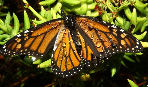 MONARCH BUTTERFLY--A drenched butterfly rests on ice plant. This photo was taken Oct. 19, 2007 along the Mendocino coast. (Photo by Kathy Keatley Garvey)