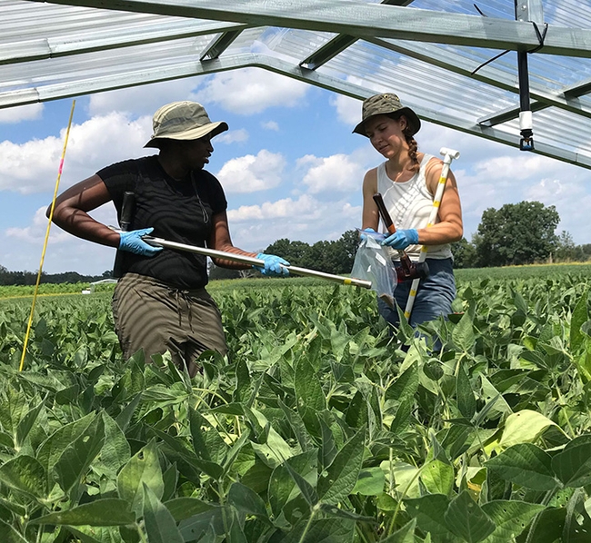 Soil scientist Christine Sprunger (left) and lab manager of the W. K. Kellogg Biological Station (KBS), Michigan State University, collecting soil samples. (Photo courtesy of KBS)