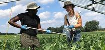 Soil scientist Christine Sprunger (left) and lab manager of the W. K. Kellogg Biological Station (KBS), Michigan State University, collecting soil samples. (Photo courtesy of KBS) for Bug Squad Blog