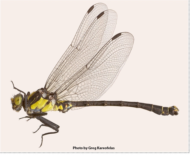 Grappeltail dragonfly, the club-tailed dragonfly.It belongs to the genus Octogomphus, which has one species, O. specularis.  The dragonfly derives its 