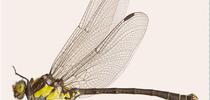 Grappeltail dragonfly, the club-tailed dragonfly.It belongs to the genus Octogomphus, which has one species, O. specularis.  The dragonfly derives its 