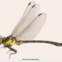 Grappeltail dragonfly, the club-tailed dragonfly.It belongs to the genus Octogomphus, which has one species, O. specularis.  The dragonfly derives its 