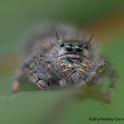 A jumping spider perched on a rose leaf. (Photo by Kathy Keatley Garvey)