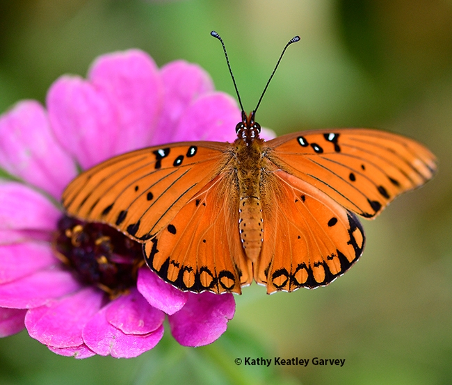 A newly eclosed Gulf Fritillary suns itself on a zinnia in a Vacaville garden. (Photo by Kathy Keatley Garvey)