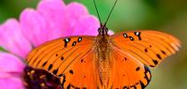 A newly eclosed Gulf Fritillary suns itself on a zinnia in a Vacaville garden. (Photo by Kathy Keatley Garvey) for Bug Squad Blog