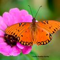 A newly eclosed Gulf Fritillary suns itself on a zinnia in a Vacaville garden. (Photo by Kathy Keatley Garvey)