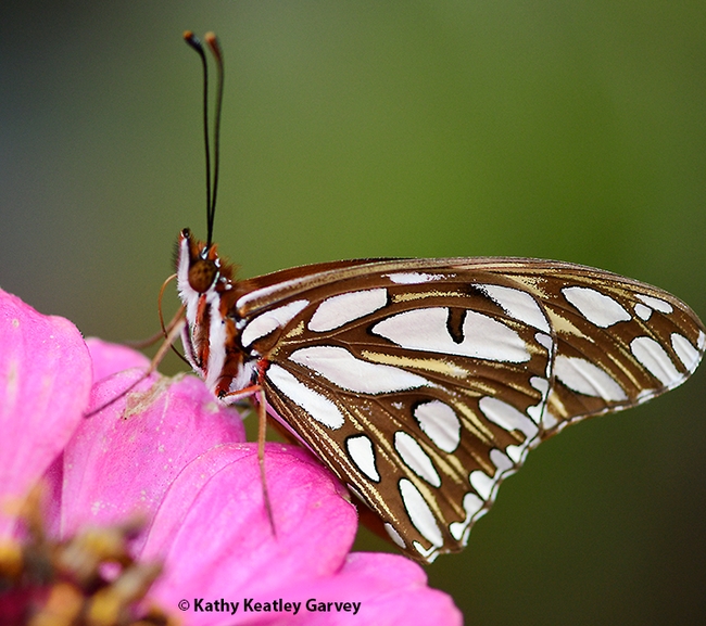 The Gulf Fritillary shows its silver-spangled wings. (Photo by Kathy Keatley Garvey)