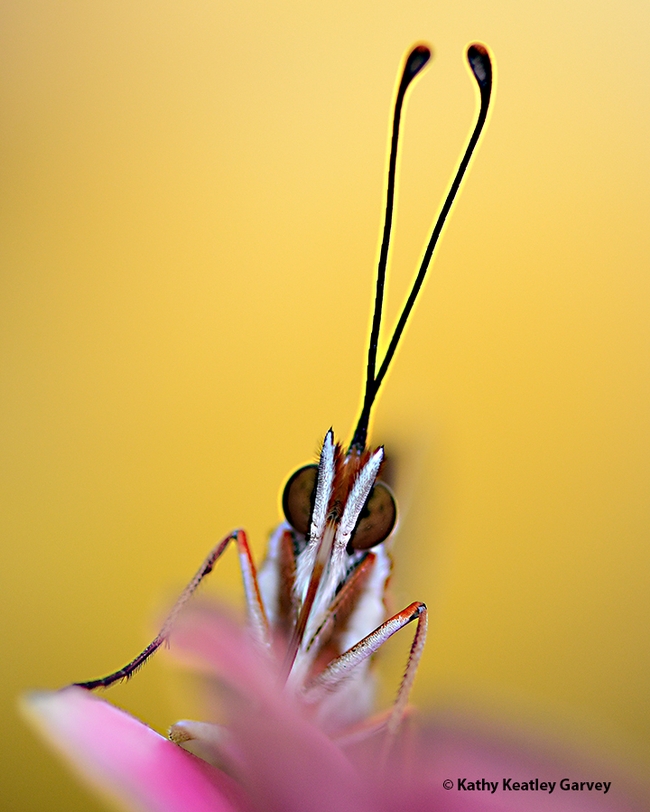 A splash of yellow behind the Gulf Fritillary. (Photo by Kathy Keatley Garvey)