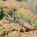 Male (top) and female praying mantises, Stagmomantis limbata, in a Vacaville garden. (Photo by Kathy Keatley Garvey)