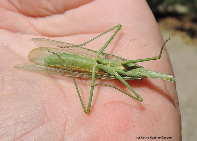 A male mantis has lost his head. (Photo by Kathy Keatley Garvey)