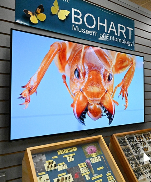 A Jerusalem cricket, aka potato bug, graces the Bohart Museum screen. (Photo by Kathy Keatley Garvey)