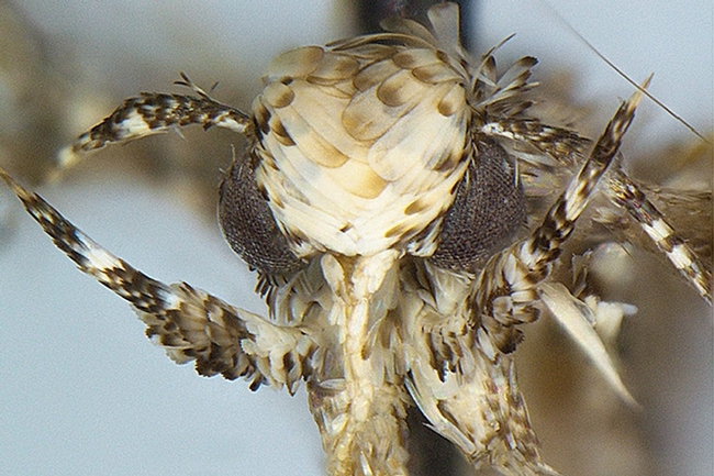 Close-up of the head of a moth, Neopalpa donaldtrumpi.