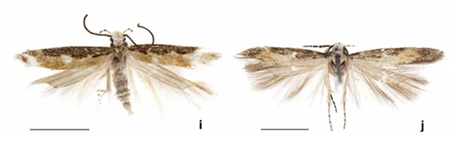 These are images of the moth, Neopalpa donaldtrumpi, a species that Bohart Museum scientists collected in the Algodones Dunes. The Bohart Museum loaned the collection to evolutionary biologist and systematist Vazrick Nazari of Canada, who  discovered it was a new species and named it. (Images by Vazrick Nazari, posted in ZooKeys)