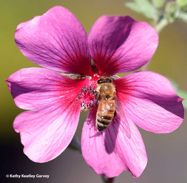 A honey bee today (Dec. 5) forms the centerpiece of a mallow, Anisodontea sp. 