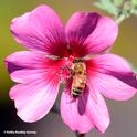 A honey bee today (Dec. 5) forms the centerpiece of a mallow, Anisodontea sp. 