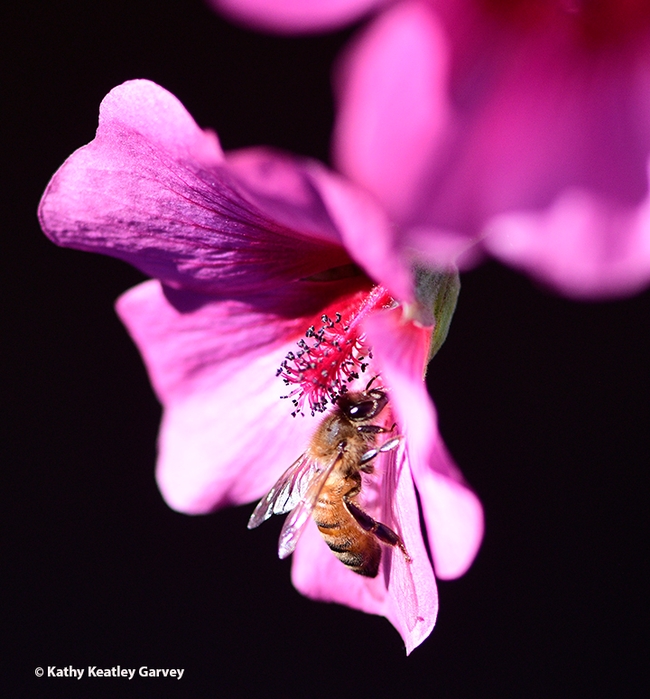 Side view of a honey bee foraging ona winter blossom, Anisodontea sp. 