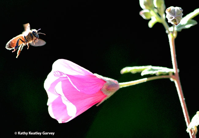 The honey bee buzzes off to find another blossom in the dead of winter. (Photo by Kathy Keatley Garvey)