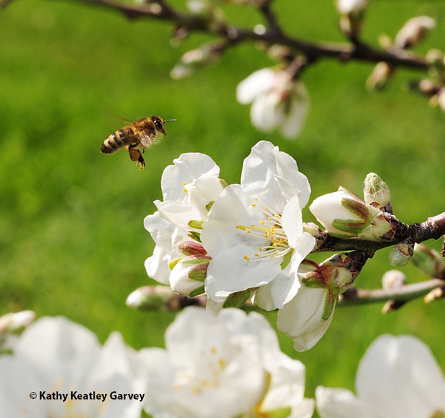 A honey bee heading toward almond blossoms. Managed bees such as bumble bees and honey bees are used to transfer a powder form of a biological control agent from flower to flower. (Photo by Kathy Keatley Garvey)