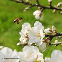 A honey bee heading toward almond blossoms. Managed bees such as bumble bees and honey bees are used to transfer a powder form of a biological control agent from flower to flower. (Photo by Kathy Keatley Garvey)