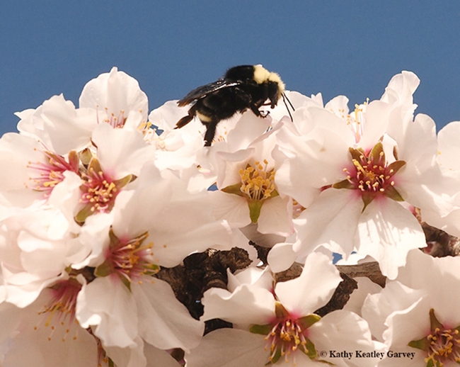 A yellow-faced bumble bee, Bombus vosnesenskii, foraging on almond blossoms. (Photo by Kathy Keatley Garvey)