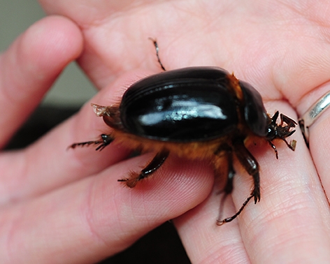 A rain beetle, Pleocomidae, found by a UC Davis graduate student several years ago. (Photo by Kathy Keatley Garvey)