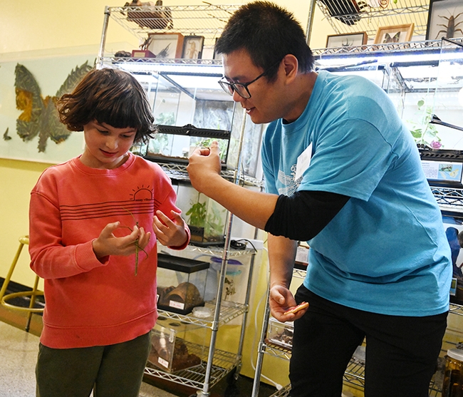 Bohart Museum of Entomology volunteer Kaitai Liu, a UC Davis entomology major, introduces an open house visitor, Eden Jett, 7, of Berkeley, to a stick insect. Eden has her sights set on becoming an entomologist. She and her mother, Peg,  brought dragonfly cookies to a 2022 open house themed 