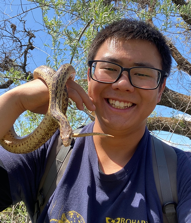 A gopher snake that Kaitai Liu found on a UC Davis Entomology Club camping trip.