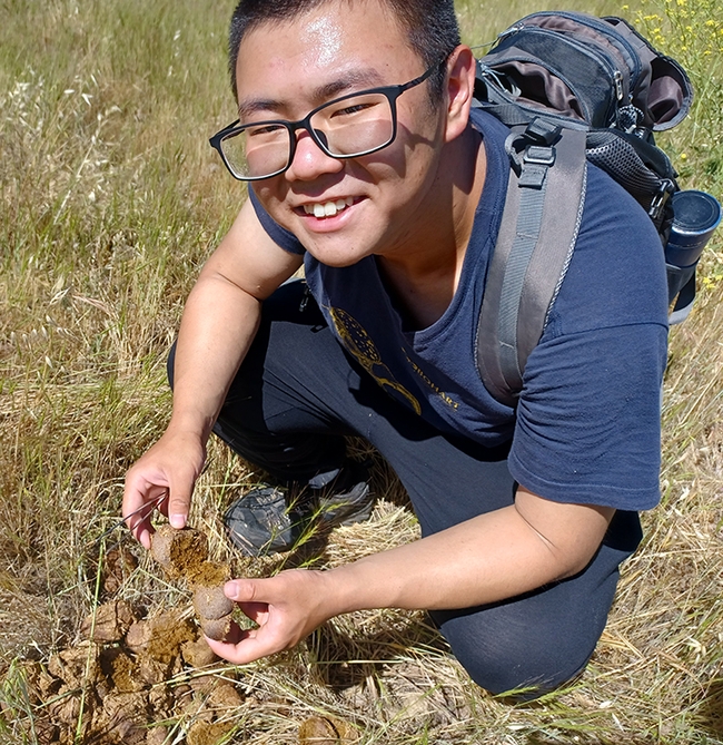 UC Davis student entomologist Kaitai Liu looking for beetles in horse dung while on an UC Davis Entomology Club field trip.