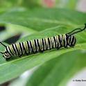 A monarch caterpillar munching  on a milkweed leaf. (Photo by Kathy Keatley Garvey)