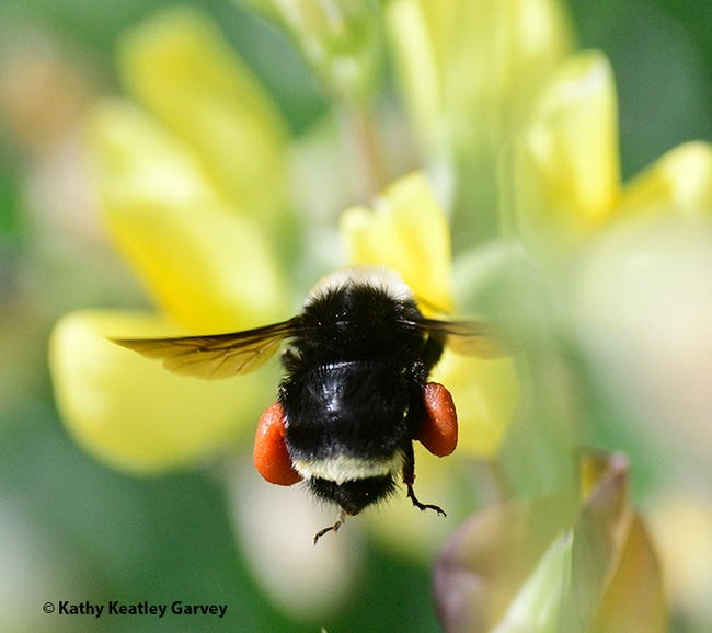 A yellow-faced bumble bee, Bombus vosnesenskii, packing red pollen from a lupine last July at Bodega Bay. (Photo by Kathy Keatley Garvey)