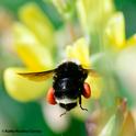 A yellow-faced bumble bee, Bombus vosnesenskii, packing red pollen from a lupine last July at Bodega Bay. (Photo by Kathy Keatley Garvey)