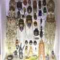 Some of the insects that entomologist Fran Keller and crew collected in Belize for the Bohart Museum of Entomology.