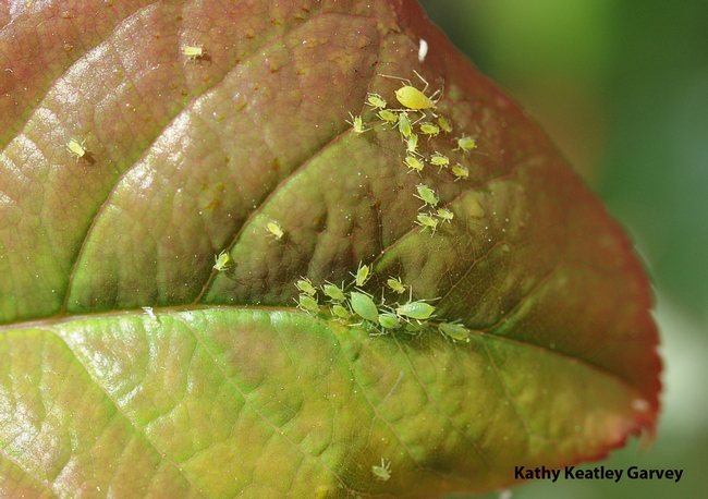 Pea aphids on a rose leaf. (Photo by Kathy Keatley Garvey)