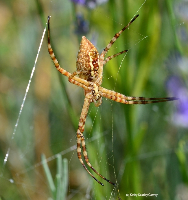 A garden spider, Argiope trifasciata, in a Vacaville garden. The Bohart Museum of Entomology has an Argiope pin in its gift shop. (Photo by Kathy Keatley Garvey)