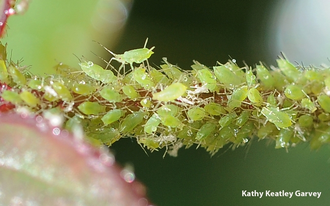 Pea aphids claim a rose stem. (Photo by Kathy Keatley Garvey)