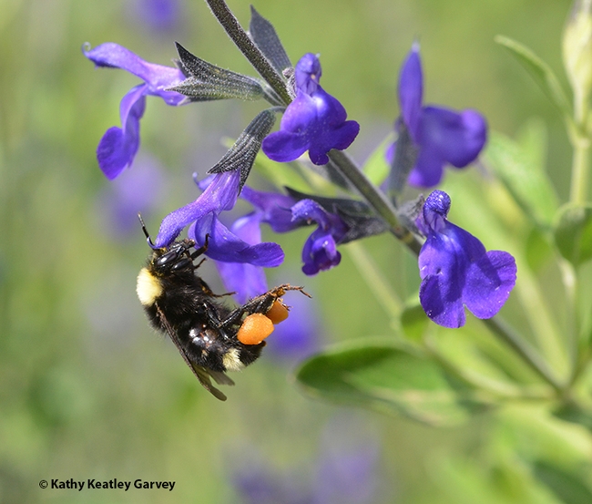 Black-faced bumble bee, Bombus californicus, on Purple Ginny sage, Salvia coahuilensis. Both are natives. (Photo by Kathy Keatley Garvey)