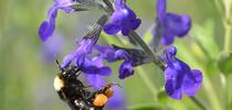 Black-faced bumble bee, Bombus californicus, on Purple Ginny sage, Salvia coahuilensis. Both are natives. (Photo by Kathy Keatley Garvey) for Bug Squad Blog