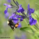 Black-faced bumble bee, Bombus californicus, on Purple Ginny sage, Salvia coahuilensis. Both are natives. (Photo by Kathy Keatley Garvey)